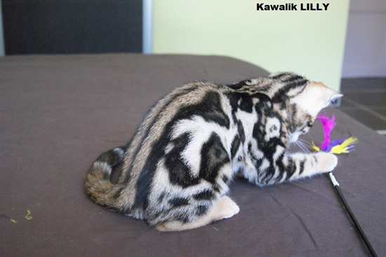 chat bengal marble